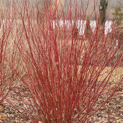 Cornus Arctic Fire (Red Twig Dogwood) | ubicaciondepersonas.cdmx.gob.mx