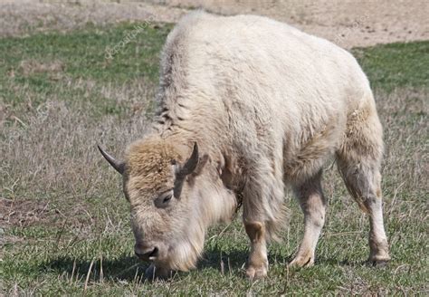 White American Bison Stock Photo by ©jlueders 6528695