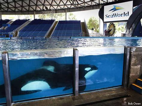 New Report Confirms Harmful Effects of Captivity on Orcas | Orcas in ...