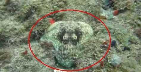 Guy Found This Amazing Octopus Camouflage In Caribbean – Virality Facts