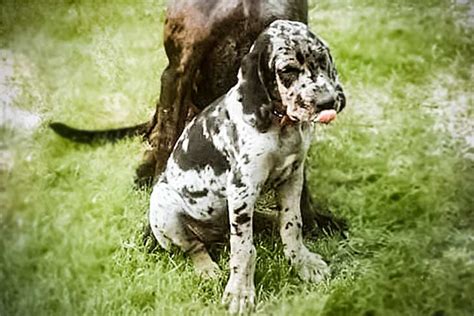 American Leopard Hound Puppies For Sale - AKC PuppyFinder