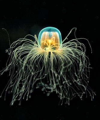 🔥 🤘 This jellyfish is IMMORTAL! Yes, really. The Turritopsis Dohrnii ...