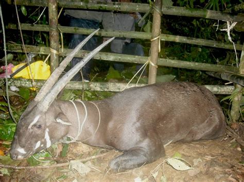 Why is the Saola endangered? – The Saola Working Group