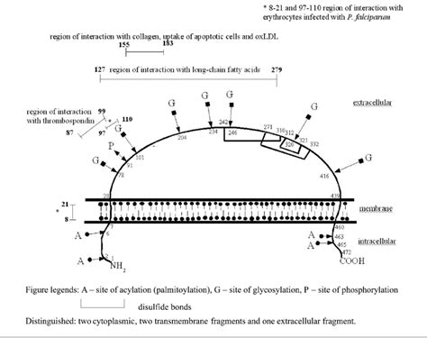 Diagram of CD36 structure, based on (23,39,41,49). | Download Scientific Diagram