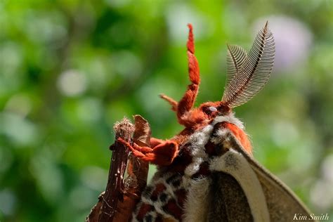 Cecropia spinning cocoon | Kim Smith Films