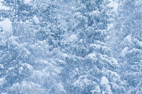 Snow Blizzard Wallpaper - WallpaperSafari