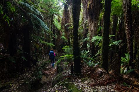 Lake Waikaremoana Great Walk Day 3: Waiopaoa Hut to Marauiti Hut | Kevin's Travel Blog