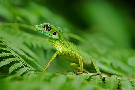 Green Crested Lizard | Sean Crane Photography