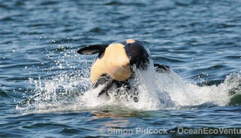 Photos Show Gleeful Baby Orca Enjoying Playtime With Her Mom - The Dodo