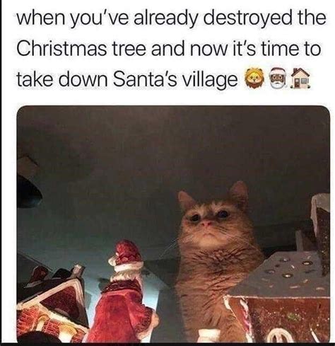 Relatable Memes For Hopeless Cat Lovers | Christmas cat memes ...