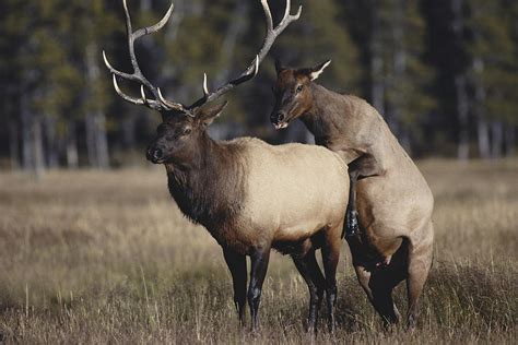 Elk Mating Season Photograph by Gerald C. Kelley - Fine Art America