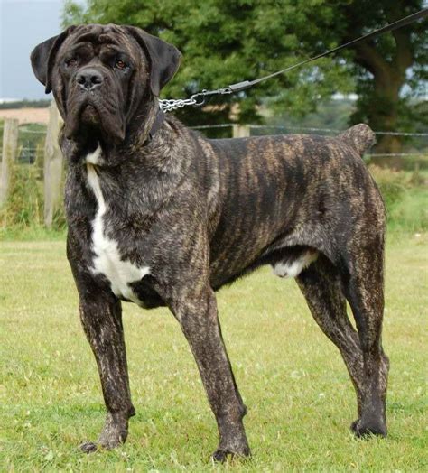 Large Brindle Mastiff - Photos All Recommendation