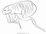 Flea Coloring Page For Kids  Free Fleas Printable Coloring Pages sketch template