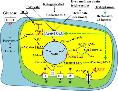 Frontiers | Impairments in Oxidative Glucose Metabolism in Epilepsy and Metabolic Treatments ...