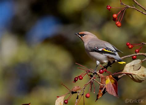 Bohemian waxwing by ErikEK on DeviantArt