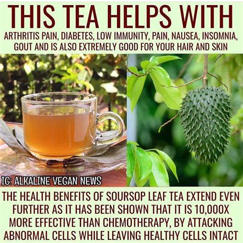 How To Make Soursop Tea For Cancer - CancerWalls