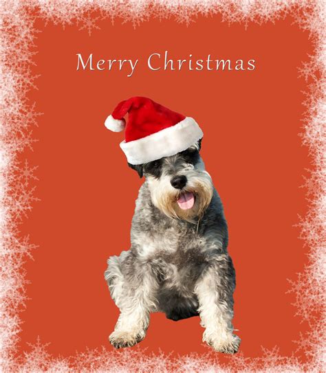 Christmas Greetings With Dogs 2023 Best Top Most Popular Review of ...