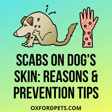 Scabs on Dogs Skin: [11 Reasons, 4 Tips To Prevent] - Oxford Pets