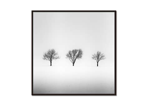 Gerald Berghammer - Trees in snowy Field, winter, snow, black and white ...