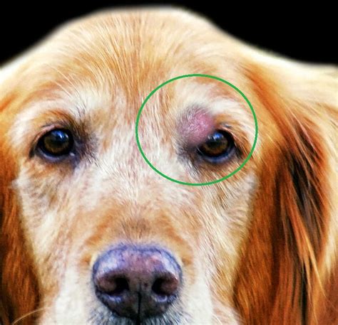 What Does A Mass Cell Tumor Look Like On A Dog