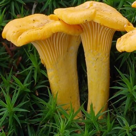 Fresh US Chanterelle Mushrooms | Whole Earth Harvest