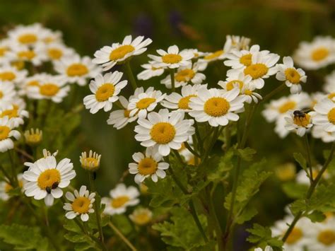 17 Stunning Medicinal Flowers to Grow in Your Garden - Garden and Happy