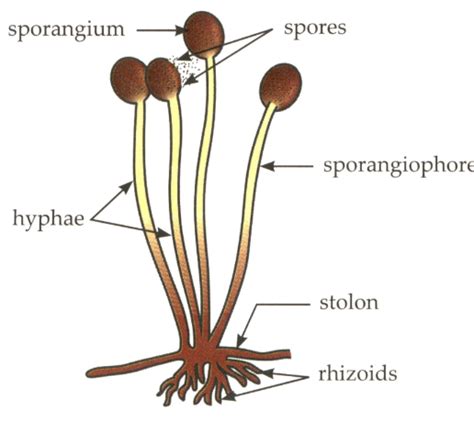 Describe the structure of Rhizopus with the help of a labelled diagram