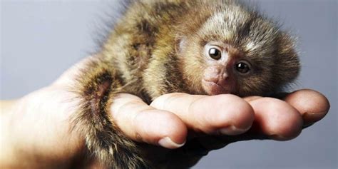 Smallest Animals In The World: 15 Tiniest Species Ranked ️