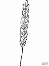 Wheat Coloring Page  Free Printable Coloring Pages sketch template