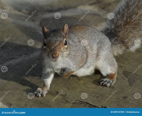 Grey squirrel stock image. Image of lookingforfood, greysquirrel - 80910789