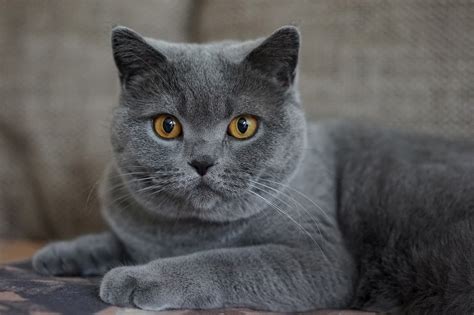 List of 8 stunning grey cat breeds (with pictures and descriptions)