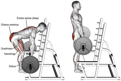 How to RACK PULLS | Exercise Videos & Guides - weighteasyloss.com