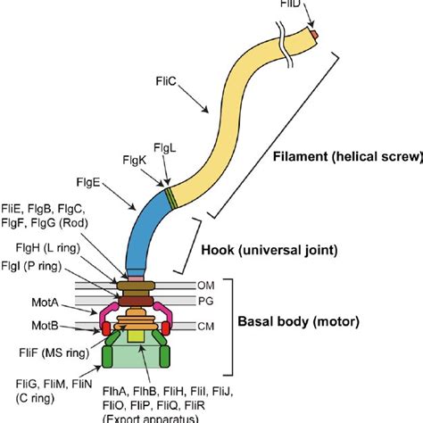 (PDF) Structure and Function of the Bi-Directional Bacterial Flagellar Motor