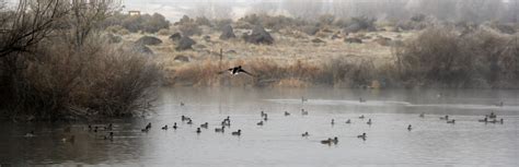 Hagerman Wildlife Management Area: A gem of a location for wildlife ...