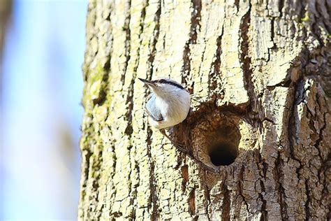 Where Do Nuthatches Nest? Nuthatch Nesting Habits Explained - Optics Mag