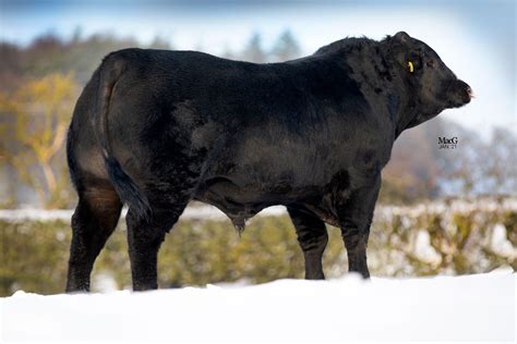 Aberdeen-Angus Bulls For Sale - Feb '21 - MacGregor Photography