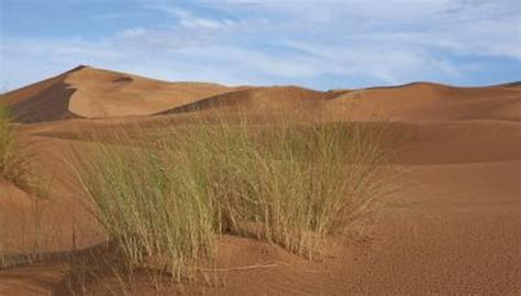 Top 10 Plants in the Sahara Desert | Sciencing