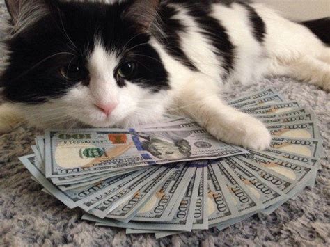 Money Cat Pictures, Photos, and Images for Facebook, Tumblr, Pinterest, and Twitter