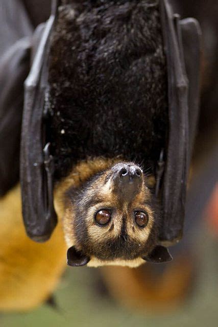 Spectacled Flying Fox, Pteropus conspicillatus, Australia | Bat species, Fox bat, Animals wild