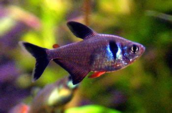 Black Phantom Tetra – Megalamphodus megalopterus