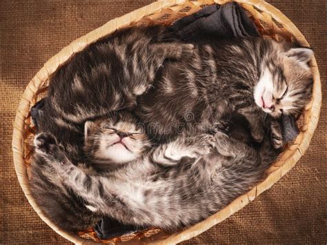 Top View of Three Cute Tabby Kittens Sleeping in a Basket Stock Image - Image of mammal, blanket ...