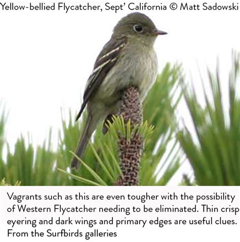 Yellow-bellied Flycatcher Identification During Migration - Surfbirds