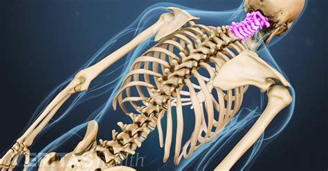 Cervical Spine Anatomy Video