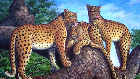 Leopard Family HD desktop wallpaper : Widescreen : High Definition ...