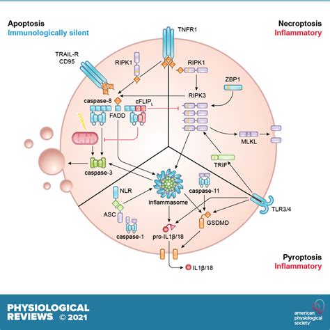 The evolution of regulated cell death pathways in animals and their evasion by pathogens ...