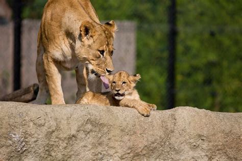 Zagreb Zoo Celebrates 92nd Birthday | Croatia Week