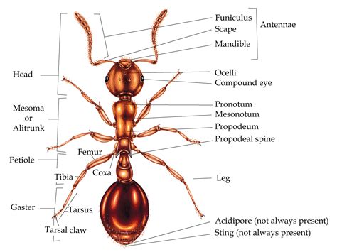Ant anatomy for Beginners - Lizzie Harper