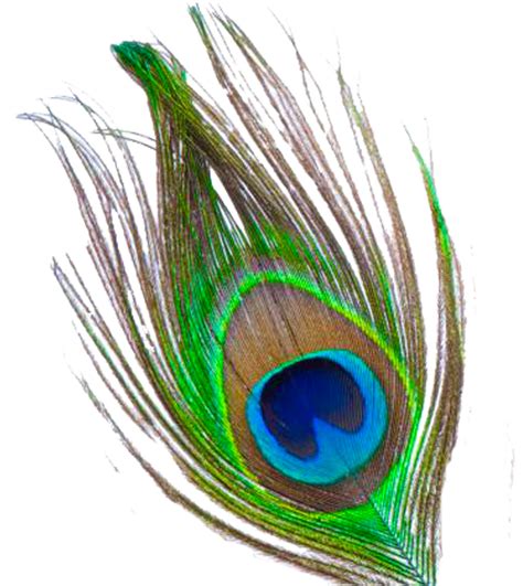 Krishna Feather Clip art - Peacock Feather PNG Transparent Images png ...