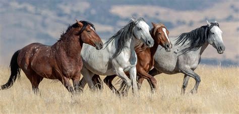 Mustang Horse Breed Profile