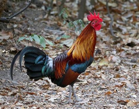 Red Junglefowl – birdfinding.info